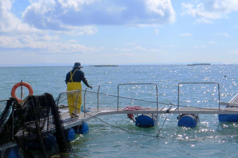 チチカカ湖サーモン養殖